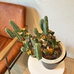 サボテン　仕立ての画像