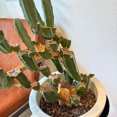 サボテン　仕立ての画像