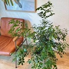 シルクジャスミン・ゲッキツ　観葉植物の画像