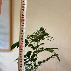 シルクジャスミン・ゲッキツ　観葉植物の画像
