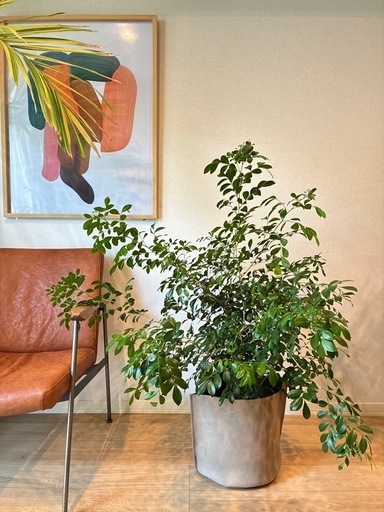 シルクジャスミン・ゲッキツ　観葉植物