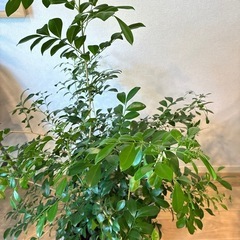 シルクジャスミン・ゲッキツ　観葉植物の画像