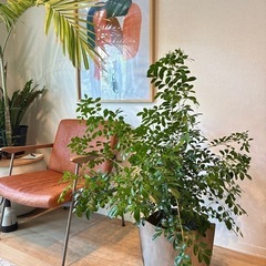 シルクジャスミン・ゲッキツ　観葉植物の画像