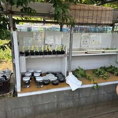 8/31湘南めだか　アガベとメダカの無人販売所