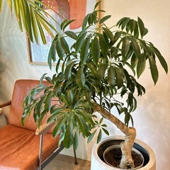 シェフレラ　カポック　8号　観葉植物　幹がゴリゴリの画像