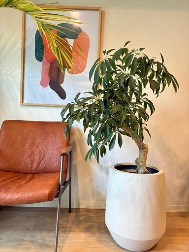 シェフレラ　カポック　8号　観葉植物　幹がゴリゴリ