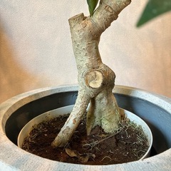 シェフレラ　カポック　8号　観葉植物　幹がゴリゴリの画像
