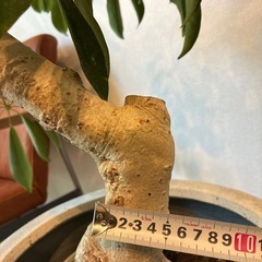 シェフレラ　カポック　8号　観葉植物　幹がゴリゴリの画像
