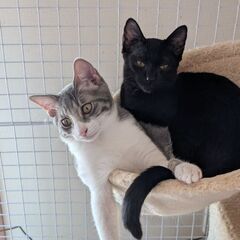 ずっとのお家探しています