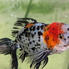 ■ 金魚　東錦　３匹　柄物の画像