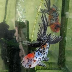 ■ 金魚　東錦　３匹　柄物の画像