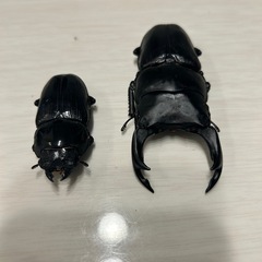 オオクワガタ　能勢yg 86.5×53.0の画像