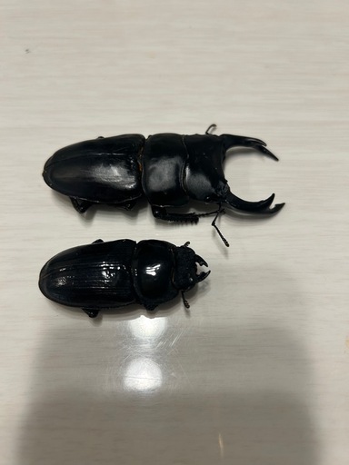 オオクワガタ　能勢yg 86.5×53.0