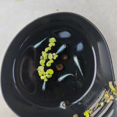 ③幹之メダカ　みゆきメダカ　メダカ　10匹　若魚〜成魚　の画像