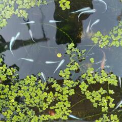 ③幹之メダカ　みゆきメダカ　メダカ　10匹　若魚〜成魚　の画像