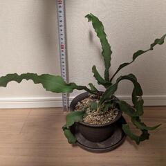 【本日限り】希少 エピフィラム グアテマレンシス ガテマレンシス レア 多肉植物 ビザールプランツ 以下検索 リプサリス エキゾチックの画像