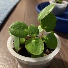 ペペロミア　オイダスの画像