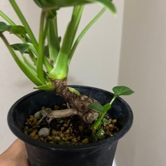 クッカバラの画像