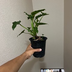 クッカバラの画像