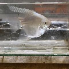 熱帯魚各種の画像