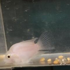 熱帯魚各種の画像