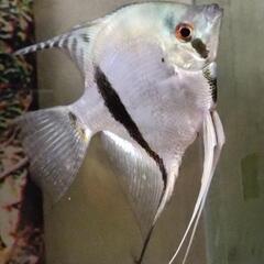 熱帯魚各種の画像