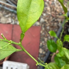 蝶の幼虫(多分)②の画像