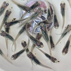 雫(しずく)　若魚　5匹(♂️2♀️3)の画像