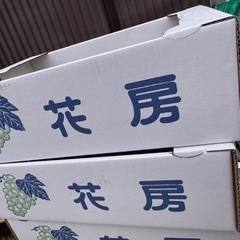 熊本県産 シャインマスカットの画像