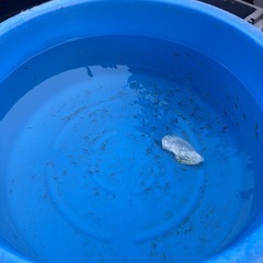 ミックスメダカ 20匹800円〜 熱帯魚 水槽 めだかの画像