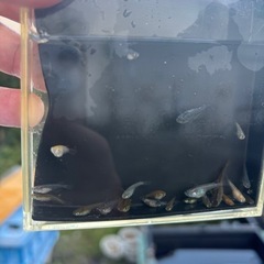 ミックスメダカ 20匹800円〜 熱帯魚 水槽 めだかの画像