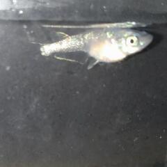 富嶽月影鏡鱗メダカ卵15個＋5個の画像