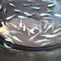 めだか 幹之ミックス 稚魚 小中 20匹の画像