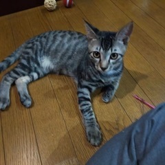 子猫　サバトラとシャム猫くん　2匹の方優先します
