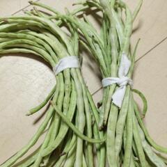 【訳あり】野菜たちの画像