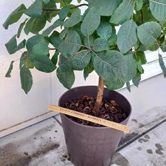 shiturae select スモークツリー グレース 鉢植えセット の画像
