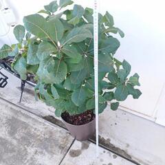 shiturae select スモークツリー グレース 鉢植えセット の画像