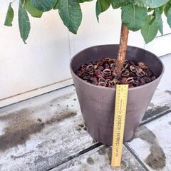 shiturae select スモークツリー グレース 鉢植えセット の画像