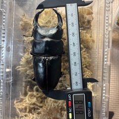 商談中　能勢SR 　国産オオクワガタペア①の画像