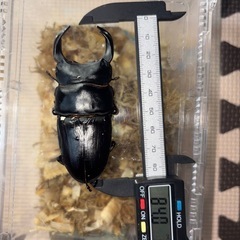 受渡し者決定　能勢SR  国産オオクワガタペア② の画像