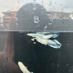 オリジナルめだかヴェルディガの画像