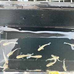 オリジナルめだかヴェルディガの画像