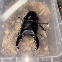 スマトラオオヒラタ♂単の画像