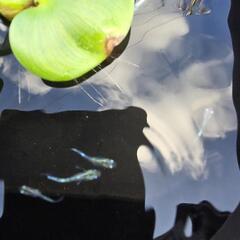 メダカ　エメキンメダカ　5匹の画像