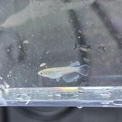 メダカ　エメキンメダカ　5匹の画像