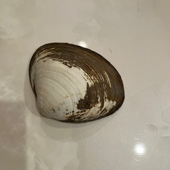 ホッキの貝殻