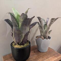 タンクブロメリア ホヘンベルギア 2種類