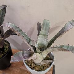 タンクブロメリア　ホヘンベルギア　2種類 タンクブロメリア ホヘンベルギア 2種類