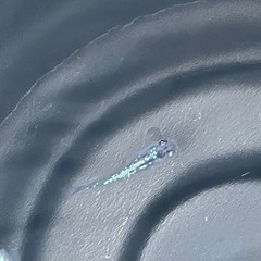 メダカの卵、20個　ユリシス、サファイアの画像
