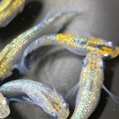 (伊勢宮メダカ)大虹　10匹の画像